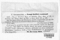 Phomopsis ebulina image